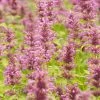 Agastache Neomexicana 1 Agastache Neomexicana -Outdoor Garden Care Shop agastache neomexicana