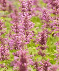Outdoor Garden Care Shop 15 Agastache Neomexicana