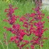 Red Happiness Agastache 2 Red Happiness Agastache -Outdoor Garden Care Shop agastache red happiness 2 hble451 2