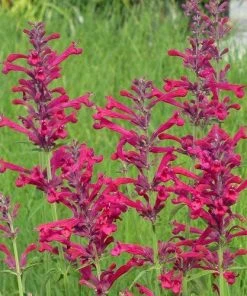 Red Happiness Agastache