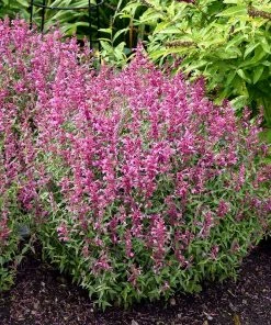Rosie Posie Agastache