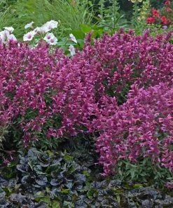 Rosie Posie Agastache -Outdoor Garden Care Shop agastache rosie posie 3