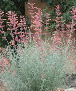 Agastache Rupestris 11 Agastache Rupestris -Outdoor Garden Care Shop agastache rupestris 11825 3