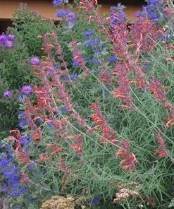 First Choice Caryopteris 8 First Choice Caryopteris -Outdoor Garden Care Shop agastache rupestris caryopteris clandonensis