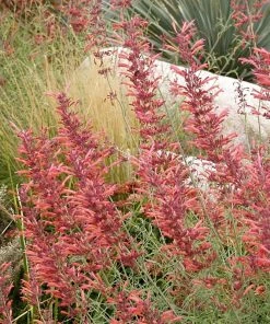 Outdoor Garden Care Shop -Outdoor Garden Care Shop agastache rupestris d. johnson plant select cropped 3