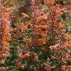 Tango Agastache -Outdoor Garden Care Shop agastache tango hummingbird mint