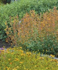 Apricot Sprite Agastache -Outdoor Garden Care Shop agastache agastache apricot sprite walters gardens 1 cropped 1 1
