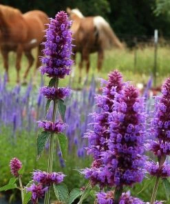 Blue Boa Agastache