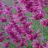 Fall Fiesta Agastache -Outdoor Garden Care Shop agastache fall fiesta hummingbird mint hyssop close up 2 2