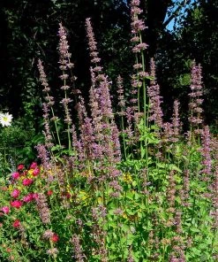 Agastache Neomexicana -Outdoor Garden Care Shop agastache neomexicana in the garden