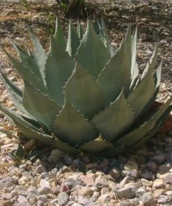 Havard's Century Plant (Agave) -Outdoor Garden Care Shop agave harvardiana web 2