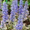 Silver Queen Ajuga -Outdoor Garden Care Shop ajuga silver queen 1