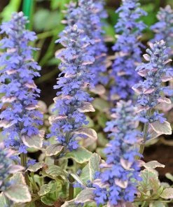 Silver Queen Ajuga