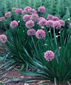 Outdoor Garden Care Shop -Outdoor Garden Care Shop allium millenium 14449
