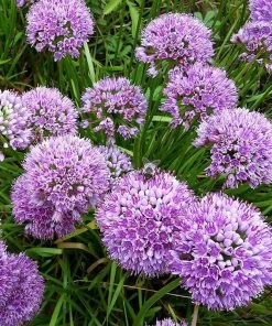 Allium Millenium -Outdoor Garden Care Shop allium millenium close up