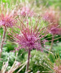 Schubert's Allium