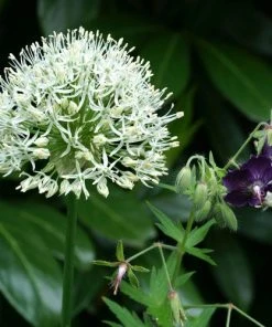 Mount Everest Allium -Outdoor Garden Care Shop allium bulbs mount everest 14453 1 web