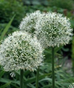 Mount Everest Allium -Outdoor Garden Care Shop allium bulbs mount everest 14453 4 web