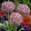 Star Of Persia Allium -Outdoor Garden Care Shop allium christophii1