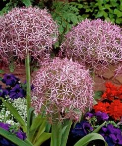 Star Of Persia Allium