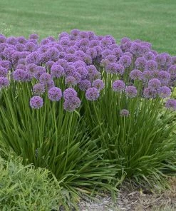 Allium Millenium -Outdoor Garden Care Shop allium millenium 2 cropped