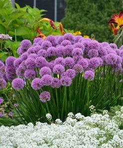 Allium Millenium -Outdoor Garden Care Shop allium millenium alyssum and daylilies cropped