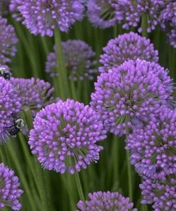 Outdoor Garden Care Shop 21 Allium Millenium