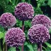 Summer Drummer Allium -Outdoor Garden Care Shop allium summer drummer 14455 web