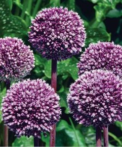Summer Drummer Allium