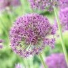Violet Beauty Allium 2 Violet Beauty Allium -Outdoor Garden Care Shop allium violet beaut 3 cropped