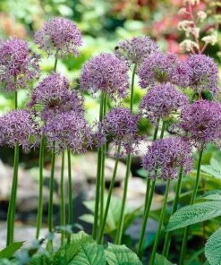 Violet Beauty Allium 7 Violet Beauty Allium -Outdoor Garden Care Shop allium violet beauty cropped