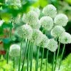 Mount Everest Allium -Outdoor Garden Care Shop alliummounteverest2 1