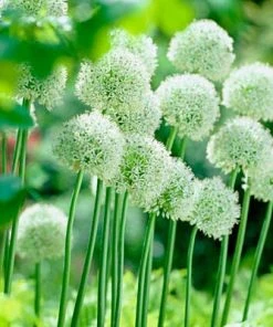 Mount Everest Allium