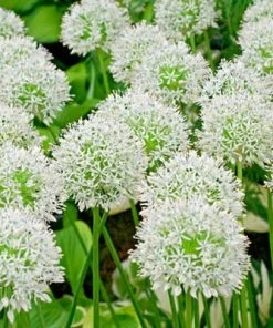 Mount Everest Allium -Outdoor Garden Care Shop alliummounteverest 1