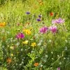 Dry Area Wildflower Seed Mix -Outdoor Garden Care Shop allysum cosmos coreopsis red poppy meadow
