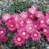 Hardy Living Stone (Aloinopsis) -Outdoor Garden Care Shop aloinopsis spathulata