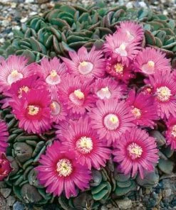 Hardy Living Stone (Aloinopsis)