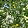 Alternative Lawn Wildflower Seed Mix -Outdoor Garden Care Shop alternative lawn wildflower seed mix 6 1