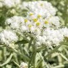 New Snow Pearly Everlasting (Anaphalis) -Outdoor Garden Care Shop anaphalis margaritacea new snow close up