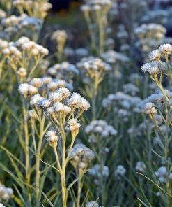 New Snow Pearly Everlasting (Anaphalis) -Outdoor Garden Care Shop anaphalis margaritacea new snow white