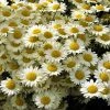 Susanna Mitchell Marguerite Daisy (Anthemis) -Outdoor Garden Care Shop anthemis tinctoria 19981 2
