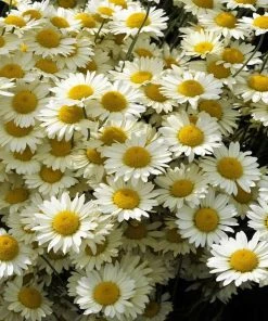 Susanna Mitchell Marguerite Daisy (Anthemis)