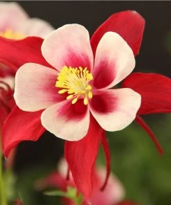 Hummingbird Attracting Collection For The East & Midwest -Outdoor Garden Care Shop aquilegia caerulea red hobbit