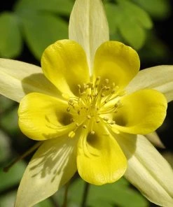 Serene Shade Pre-Planned Garden -Outdoor Garden Care Shop aquilegia chrysantha golden spur columbine yellow