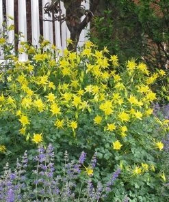 Golden Spur Columbine -Outdoor Garden Care Shop aquilegia chrysantha nepeta sant