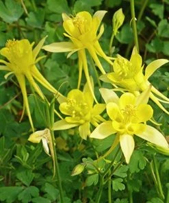 Little Treasure Dwarf Spur Columbine -Outdoor Garden Care Shop aquilegia chrysantha v chaplenii little treasure close up of flwrs cc