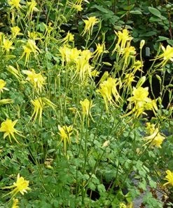 Little Treasure Dwarf Spur Columbine -Outdoor Garden Care Shop aquilegia chrysantha v chaplinei whole plant cc