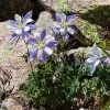 Rocky Mountain Columbine -Outdoor Garden Care Shop aquilegia coerulea 1 1