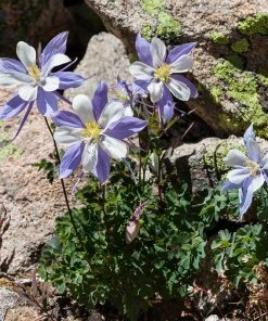 Rocky Mountain Columbine