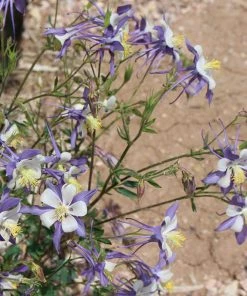 Rocky Mountain Columbine -Outdoor Garden Care Shop aquilegia coerulea 3 1